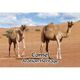 Ajooba Dubai Souvenir Puzzle Camel Arabian Heritage MCA 0005